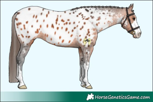 Horse Color:Bay Appaloosa 