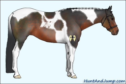 Horse Color:Brown Tobiano
