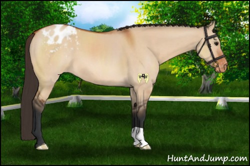 Horse Color:Brown Dun Appaloosa 