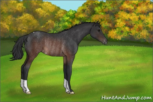 Horse Color:Brown Appaloosa Rabicano 