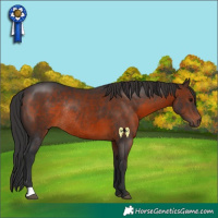 Horse Color:Brown Rabicano 