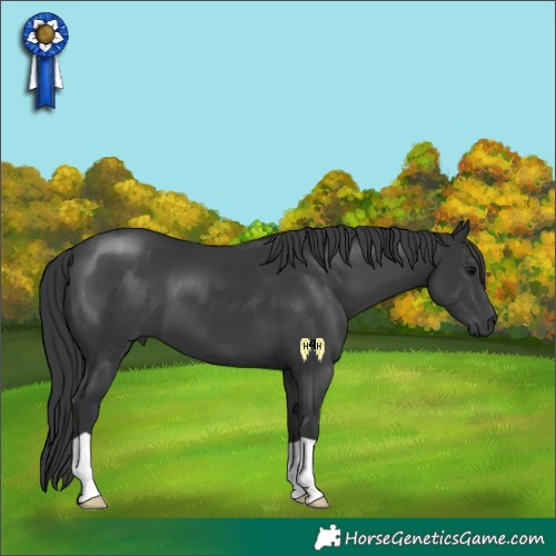 Horse Color:Black 