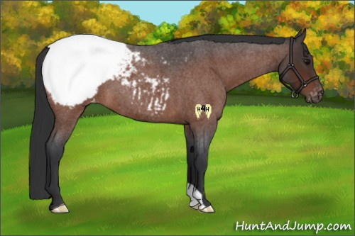 Horse Color:Bay Roan Appaloosa