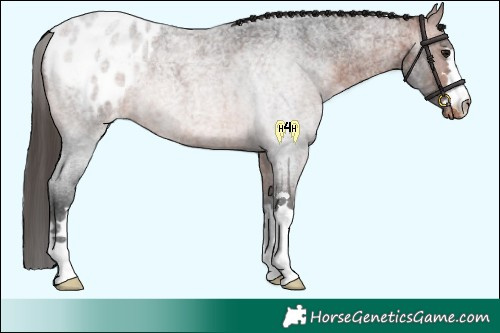 Horse Color:Bay Roan Appaloosa