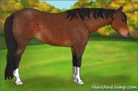 Horse Color:Gray Buckskin 