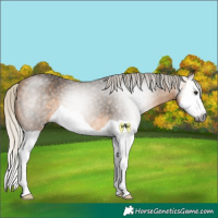 Horse Color:Gray Silver Buckskin Splash 