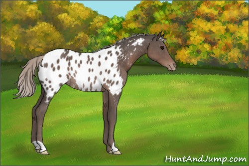 Horse Color:Silver Black Appaloosa Rabicano 