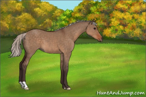 Horse Color:Silver Brown Dun 