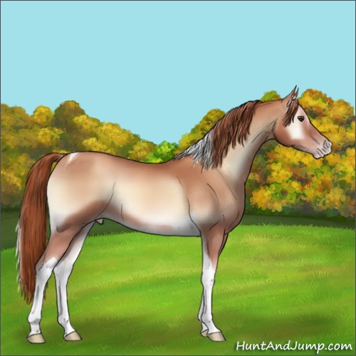 Horse Color:Gold Champagne Onyx Tobiano 