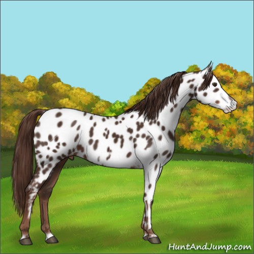 Horse Color:Liver Chestnut Frame Appaloosa 