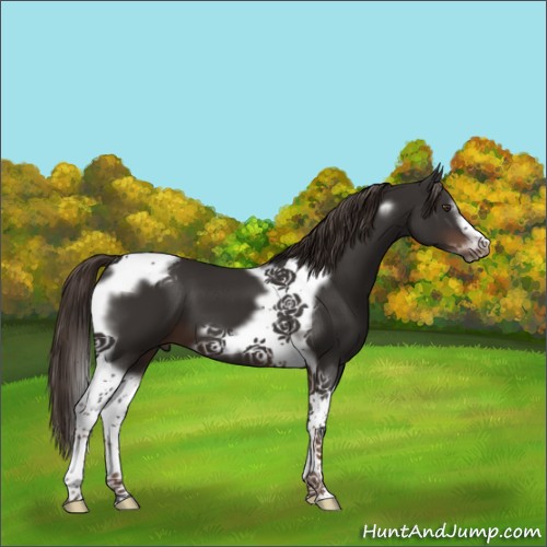 Horse Color:Liver Chestnut Tobiano Frame 