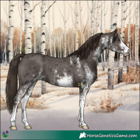 Horse Color:White Spotted Liver Chestnut 