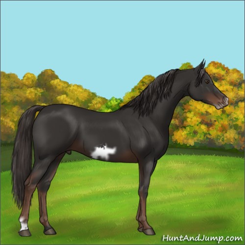 Horse Color:Liver Chestnut Frame 