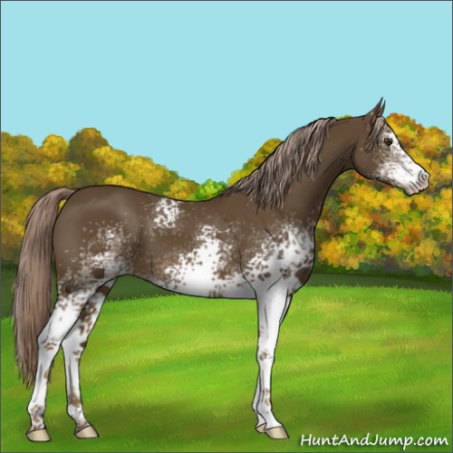Horse Color:White Spotted Chocolate Palomino 