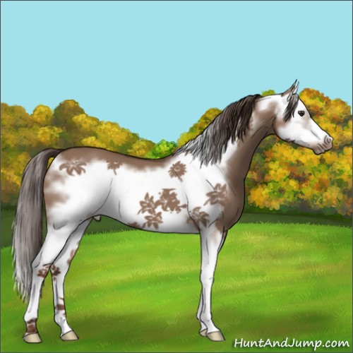 Horse Color:Liver Red Dun Splash Frame 