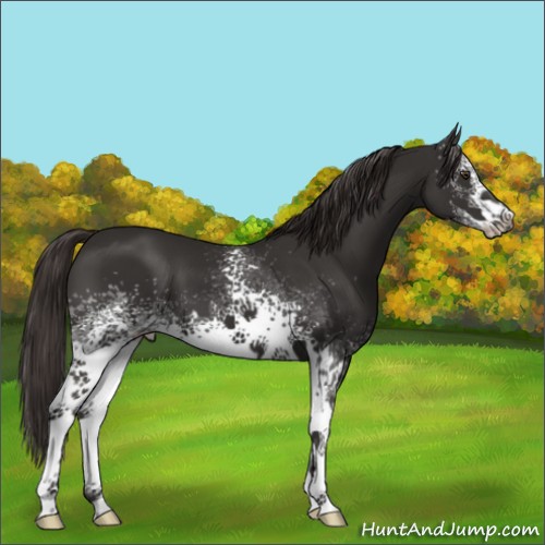 Horse Color:White Spotted Liver Chestnut 