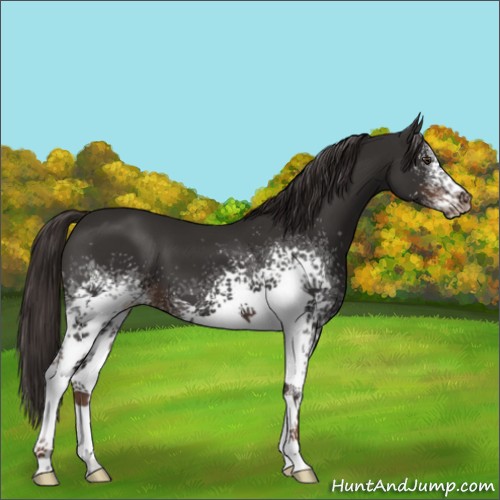 Horse Color:White Spotted Liver Chestnut 