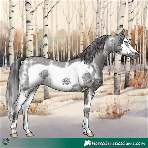 Horse Color:Liver Chestnut Sabino Splash Frame Appaloosa 