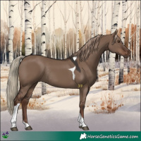 Horse Color:Liver Red Dun Tobiano Rabicano