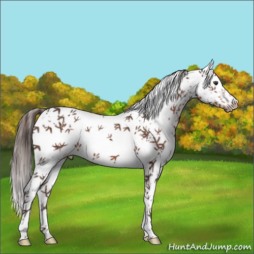 Horse Color:White Spotted Liver Chestnut 