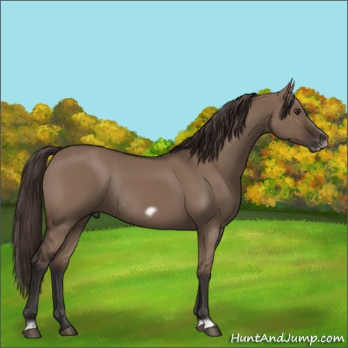 Horse Color:Liver Red Dun Frame Rabicano 