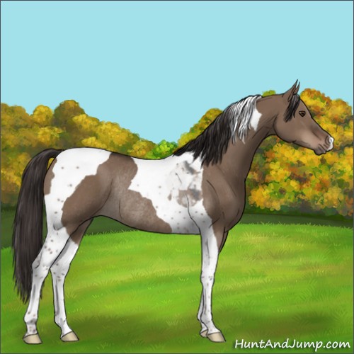 Horse Color:Liver Red Dun Tobiano Rabicano 