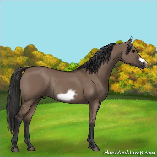 Horse Color:Liver Red Dun Frame Rabicano 