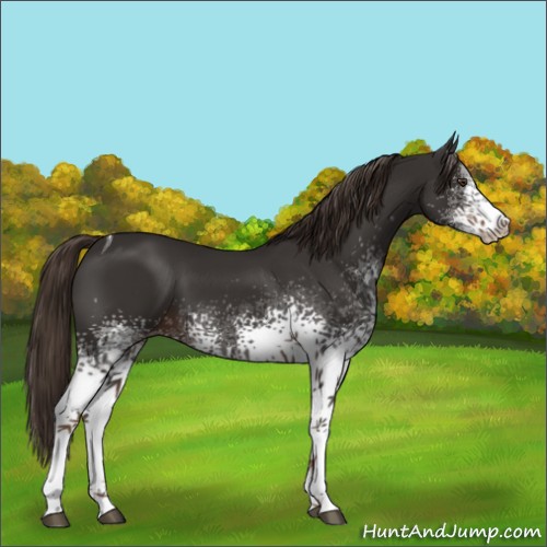 Horse Color:White Spotted Liver Chestnut Tobiano 