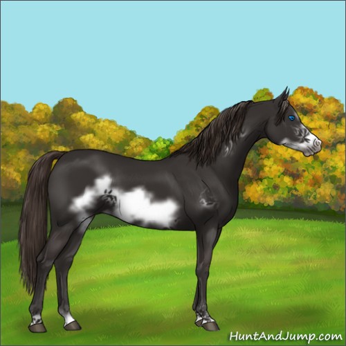Horse Color:Liver Chestnut Sabino Frame 
