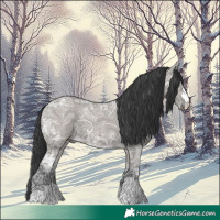 Horse Color:Grullo Ice 