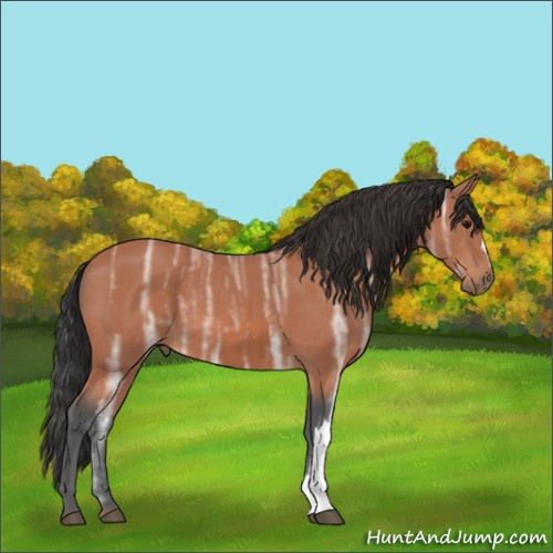 Horse Color:Bay Ice 