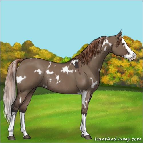 Horse Color:White Spotted Liver Red Dun Splash Rabicano 
