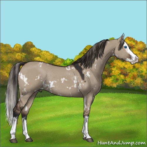 Horse Color:White Spotted Liver Red Dun Splash Rabicano  and White Spotted Liver Red Dun Splash Rabicano 