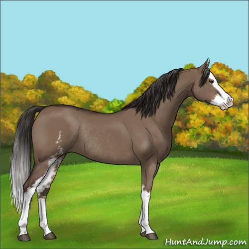 Horse Color:White Spotted Liver Red Dun Splash Rabicano 