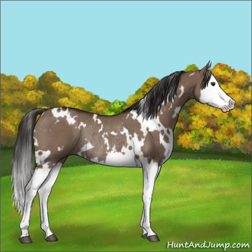 Horse Color:White Spotted Liver Red Dun Splash Rabicano 