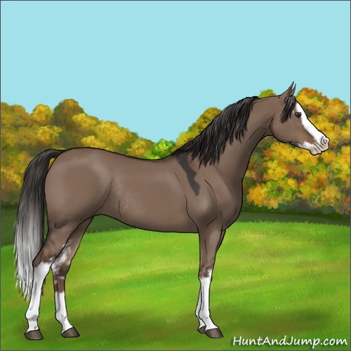 Horse Color:White Spotted Liver Red Dun Splash Rabicano 