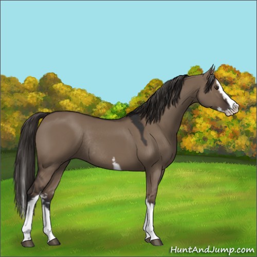 Horse Color:White Spotted Liver Red Dun Splash Rabicano 