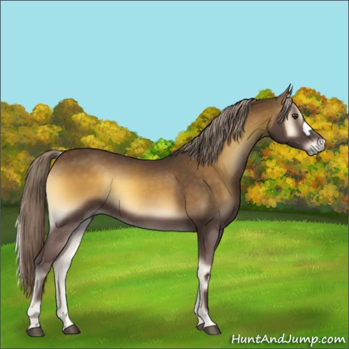 Horse Color:Chocolate Palomino Onyx 