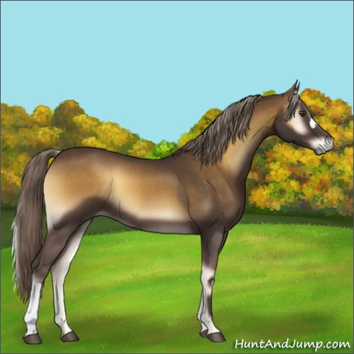 Horse Color:Chocolate Palomino Onyx 