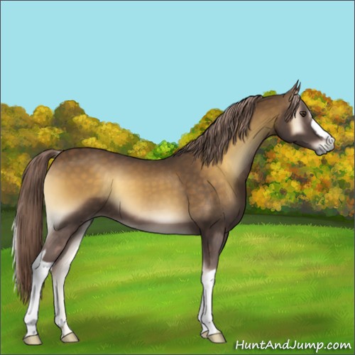 Horse Color:Chocolate Palomino Onyx 