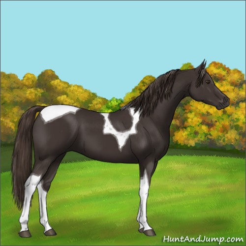 Horse Color:Liver Chestnut Tobiano 