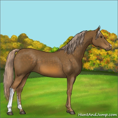 Horse Color:Chocolate Palomino 