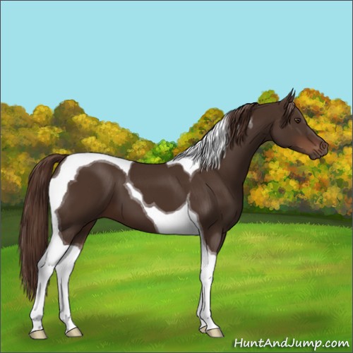 Horse Color:Liver Chestnut Tobiano 