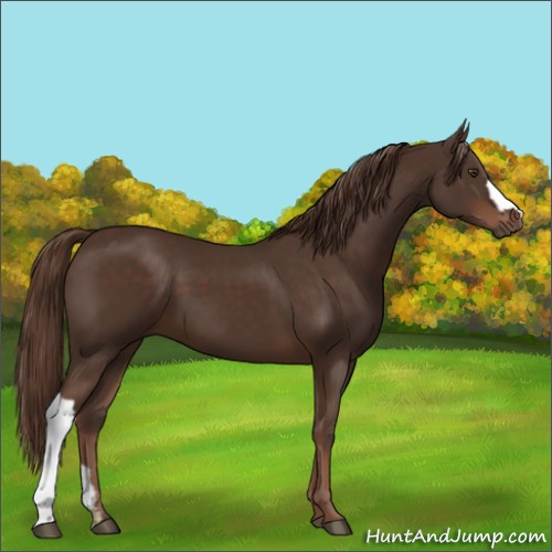Horse Color:Liver Chestnut 