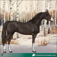 Horse Color:Liver Chestnut 