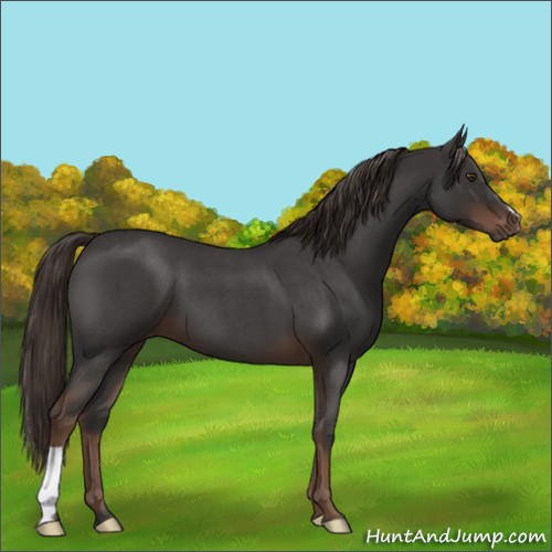 Horse Color:Liver Red Roan 