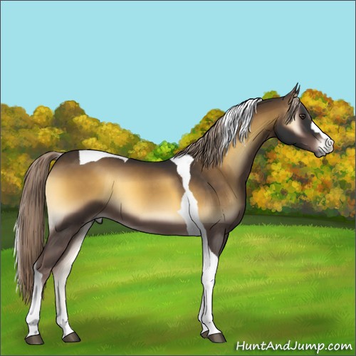 Horse Color:Chocolate Palomino Onyx Tobiano 