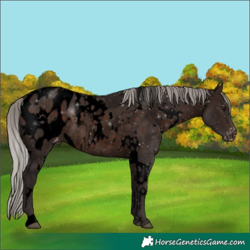 Horse Color:Void White Spotted Silver Brown Blanket 