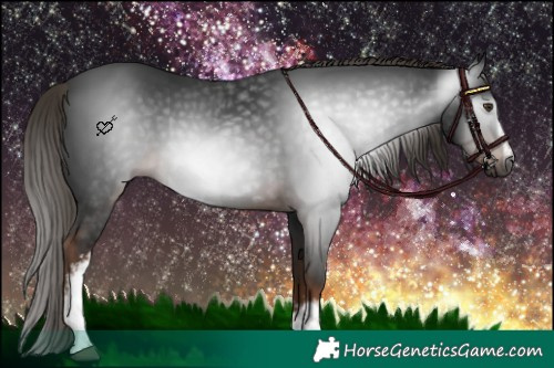 Horse Color:Gray White Spotted Liver Chestnut