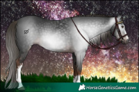 Horse Color:Gray White Spotted Liver Chestnut 